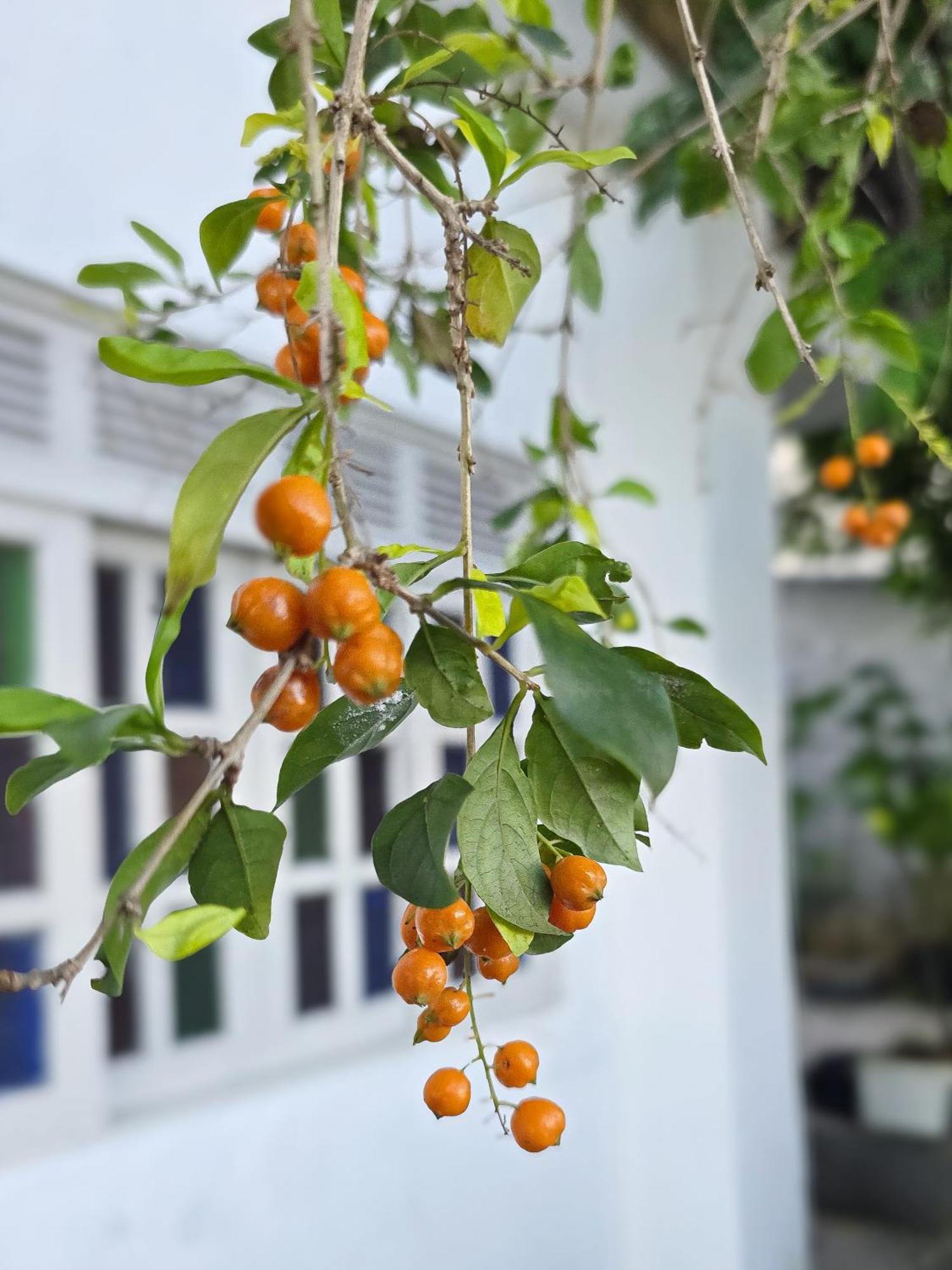 Hostel Chico Lessa วิตอเรีย ภายนอก รูปภาพ